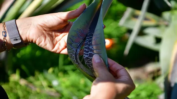 AGAVE BİTKİSİ BEYLİKDÜZÜ’NDE ÇİÇEK AÇTI